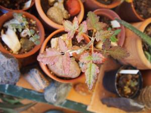 Boswellia ameero.jpg